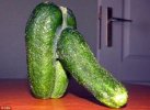 Penis Cucumber.jpg