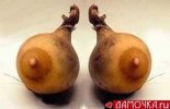 Boob Pears.jpg