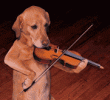 dog_playing_violin.gif