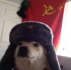 Russian dog.jpg