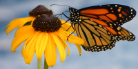 monarch-butterfly_jane-murphy.png