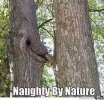 naughy trees.jpg