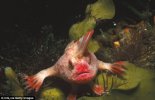 4885F5B300000578-5305967-Mate_leave_me_alone_The_tiny_red_handfish_which_walks_on_modifie-a-22...jpg