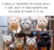 7 cats.jpg