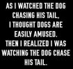 Dog chasing tail.jpg