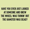 dead hamster.jpg