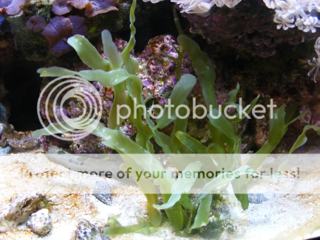 seaweed.jpg