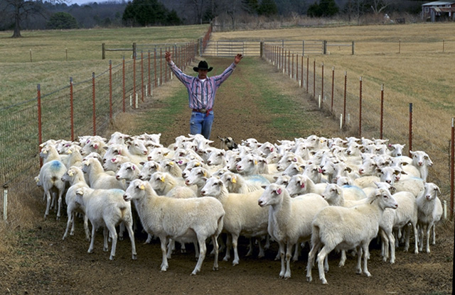 Sheep_herding%2C_Arkansas.jpg