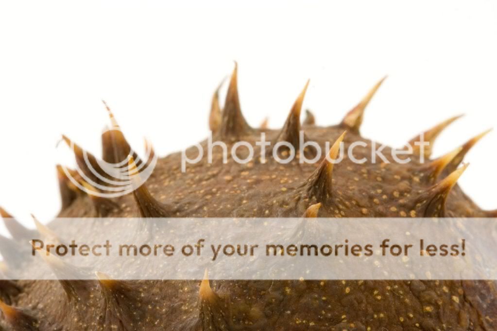 close-up-photo-of-conker-thorns-Cop.jpg