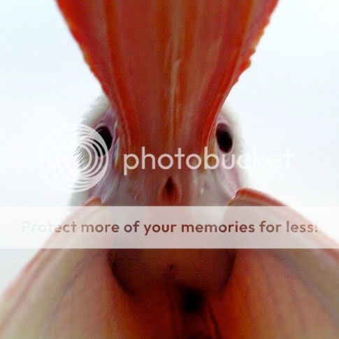 pelican-close-up.jpg
