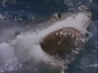 sharked-1.gif