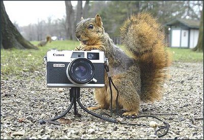 Squirrel-Camera.jpg